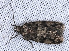 Barea subviridella