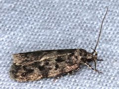 Barea subviridella