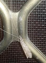 Triplectidinae