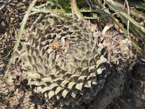 Obregonia denegrii