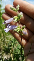 Penstemon gracilis