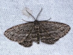 Zermizinga sinuata
