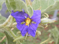 Solanum falciforme