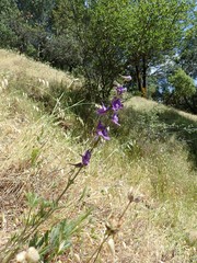 Delphinium hesperium