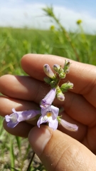 Penstemon gracilis