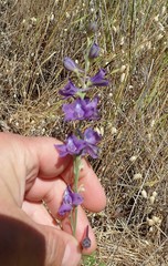 Delphinium hesperium