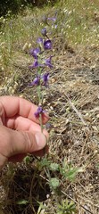 Delphinium hesperium