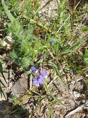 Polygala serpyllifolia
