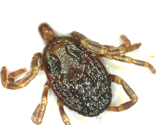Hyalomma lusitanicum