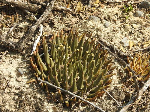 Ariocarpus trigonus