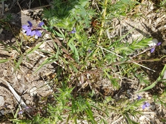 Polygala serpyllifolia