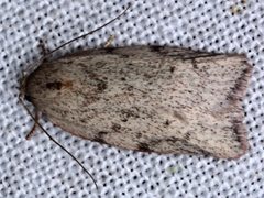 Euchaetis inceptella
