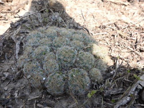 Mammillaria baumii