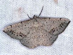 Taxeotis perlinearia