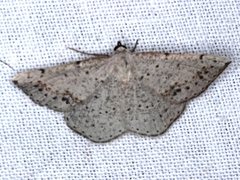 Taxeotis perlinearia