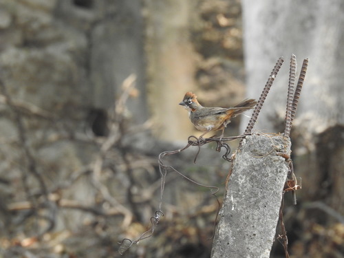 Rusty-crowned Ground Sparrow (Melozone kieneri), photo 8