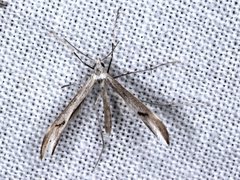 Platyptilia celidotus