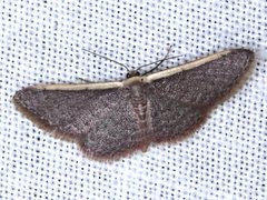 Idaea costaria