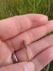 Eleocharis compressa