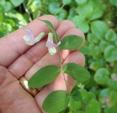 Lathyrus nevadensis