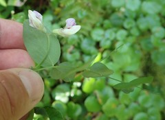 Lathyrus nevadensis