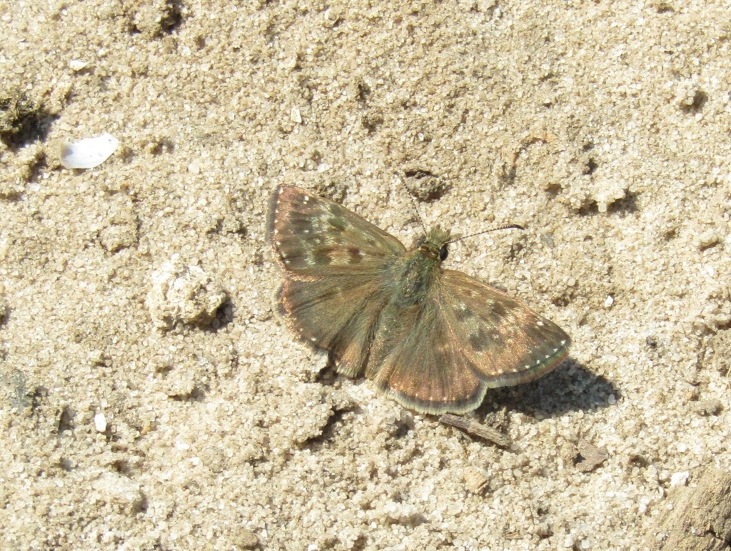 Dingy Skipper