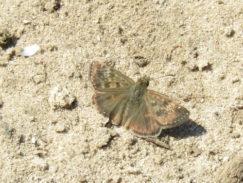 Dingy Skipper