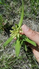 Asclepias lanuginosa