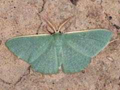 Prasinocyma ocyptera