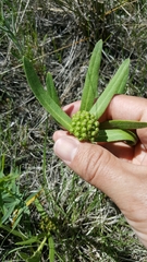 Asclepias lanuginosa