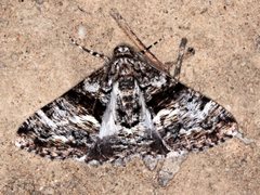 Gastrinodes argoplaca