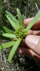 Asclepias lanuginosa
