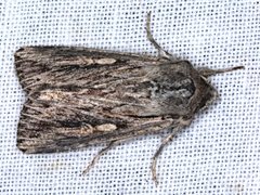 Persectania dyscrita