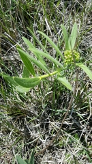 Asclepias lanuginosa