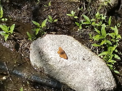 Euphydryas aurinia