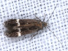 Aproaerema simplexella