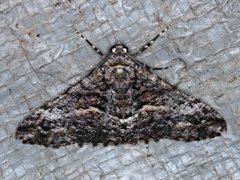 Gastrinodes argoplaca