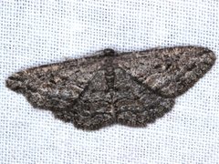 Zermizinga sinuata