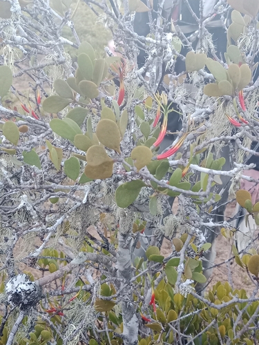 Image of Estuarine Mistletoe (Lysiana maritima) by (c) Patrick Connolly, some rights reserved (CC BY)