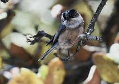 White-Throated Bushtit photo 3