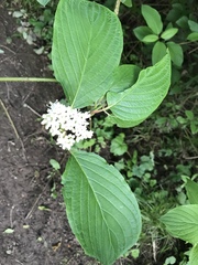 Cornus sericea