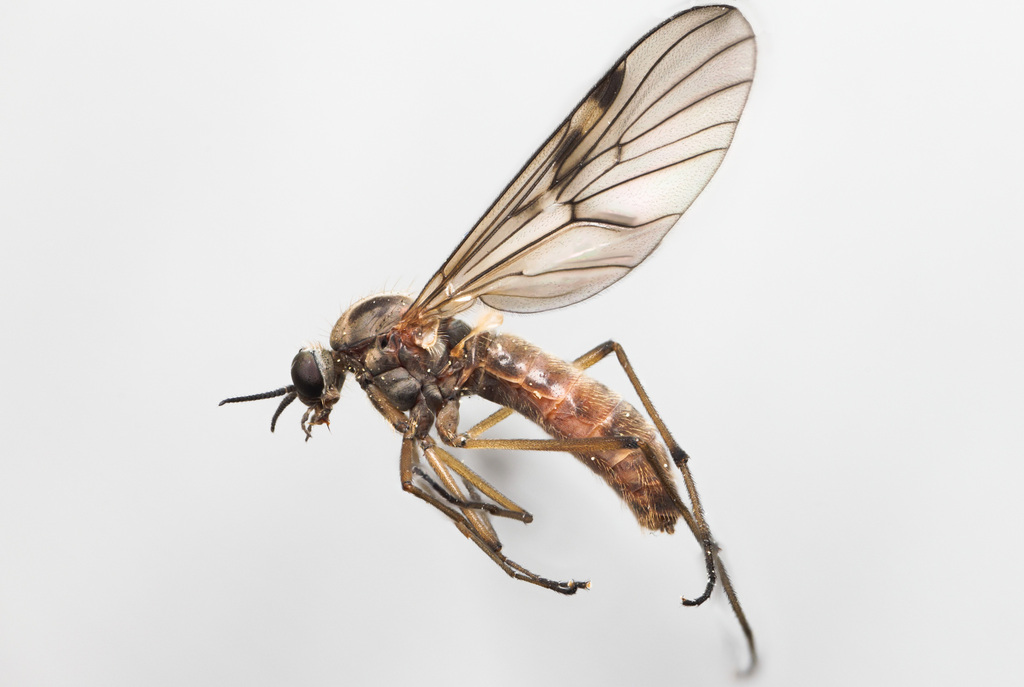 Sylvicola stackelbergi