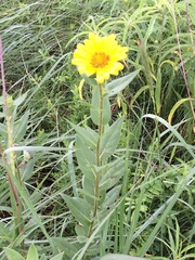 Silphium integrifolium