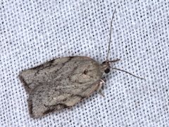 Euchaetis inceptella