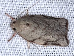Euchaetis inceptella