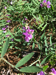 Lathyrus nevadensis