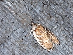 Euchaetis rhizobola