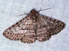 Diatenes aglossoides