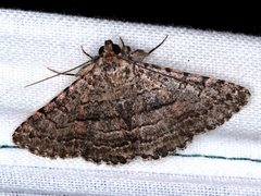 Diatenes aglossoides