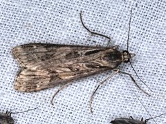 Nomophila corticalis